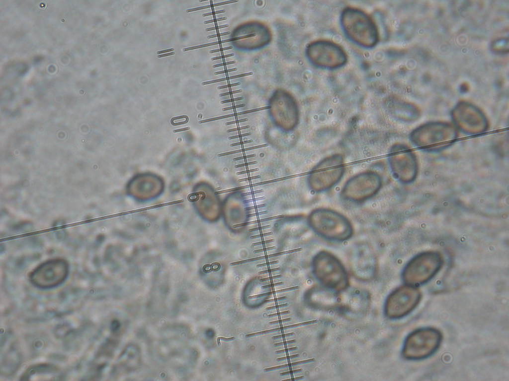 E tempo di ... Agaricus